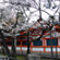 平安神宮の桜11
