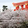 平安神宮の桜13