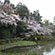 平安神宮の桜6