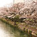 岡崎疏水の桜1