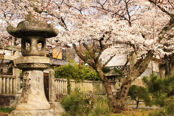真正極楽寺の桜