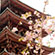 醍醐寺の桜11