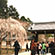 醍醐寺の桜1