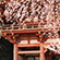 醍醐寺の桜6
