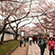 醍醐寺の桜7