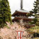 醍醐寺の桜8