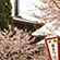 醍醐寺の桜9