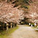 大石神社の桜1