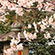 大石神社の桜2