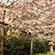 大石神社の桜3