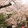 毘沙門堂の桜8