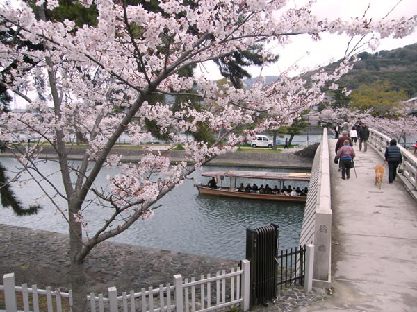 宇治川・宇治公園の桜