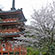 三室戸寺の桜2