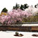 龍安寺の桜10