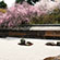 龍安寺の桜8