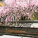 龍安寺の桜9