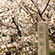 仁和寺の桜13