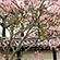 仁和寺の桜14