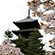 仁和寺の桜7