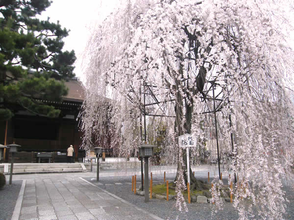 千本釈迦堂の桜