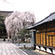 千本釈迦堂の桜4