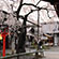 平野神社の桜8