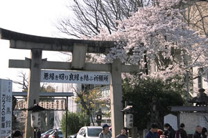 安井金比羅宮の桜2