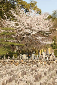 化野念仏寺の桜1