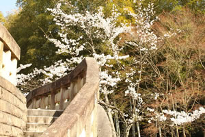 化野念仏寺の桜2