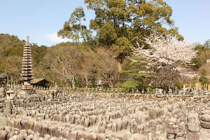 化野念仏寺の桜3