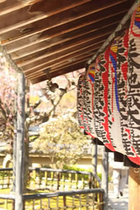 化野念仏寺の桜4