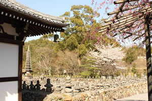 化野念仏寺の桜5